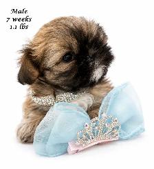 ♥️Tiny Royal Imperial Shih Tzu Black & White Female♥️ - Photo 7