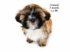 ♥️Tiny Royal Imperial Shih Tzu Black & White Female♥️ - Photo 8