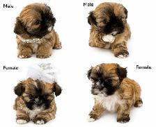 ♥️Tiny Royal Imperial Shih Tzu Black & White Female♥️ - Photo 9