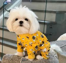 ♥️Tiny Royal Imperial Shih Tzu Black & White Female♥️ - Photo 10