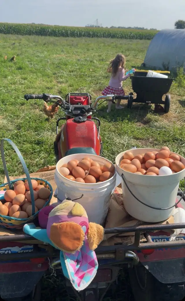 Free Range Brown Eggs