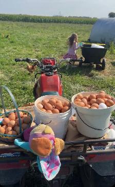 Free Range Brown Eggs
