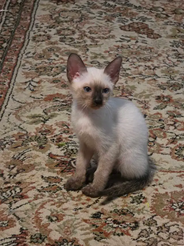Siamese kittens