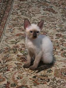 Siamese kittens