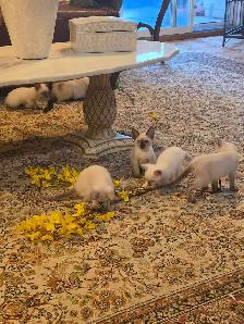 Siamese kittens - Photo 2