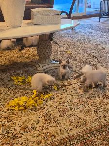 Siamese kittens - Photo 3