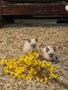 Siamese kittens - Photo 4