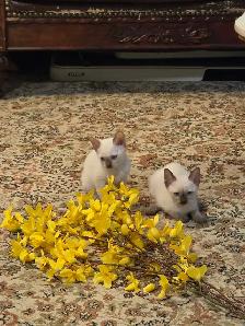 Siamese kittens - Photo 5