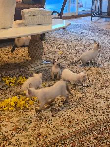 Siamese kittens - Photo 6