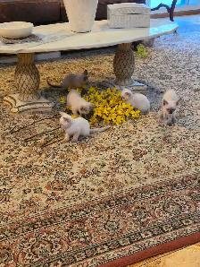 Siamese kittens - Photo 7