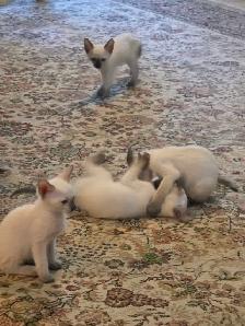 Siamese kittens - Photo 8