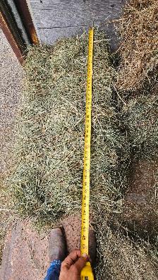 fresh second cut hay - Photo 3