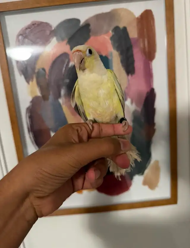 Baby Mooncheek Conure