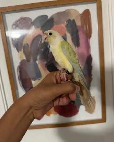 Baby Mooncheek Conure - Photo 3