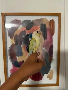 Baby Mooncheek Conure - Photo 4