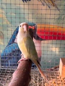 Baby Mooncheek Conure - Photo 5
