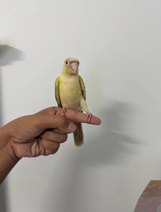 Baby Turqoise Conure