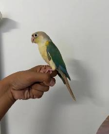 Baby Turqoise Conure - Photo 2