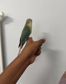 Baby Turqoise Conure - Photo 3