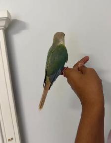 Baby Turqoise Conure - Photo 4