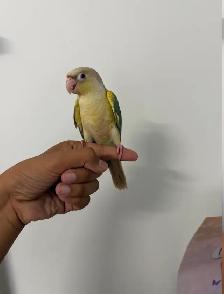 Baby Turqoise Conure - Photo 5