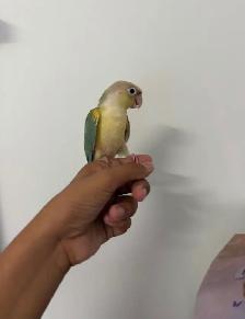 Baby Turqoise Conure - Photo 6