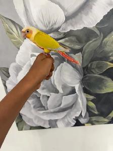 Baby Suncheek Conure