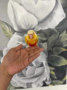 Baby Suncheek Conure - Photo 2