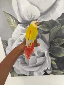 Baby Suncheek Conure - Photo 3