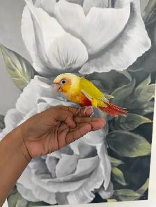 Baby Suncheek Conure - Photo 4