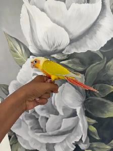 Baby Suncheek Conure - Photo 5
