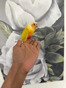 Baby Suncheek Conure - Photo 6