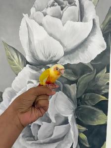 Baby Suncheek Conure - Photo 7