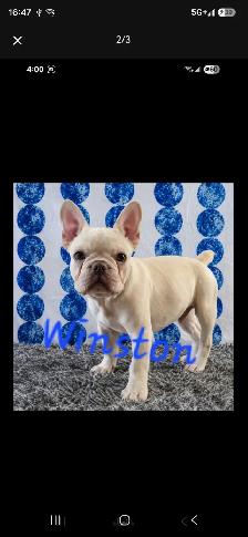 5-month-old purebred French Bulldog, CKC registered. - Photo 2