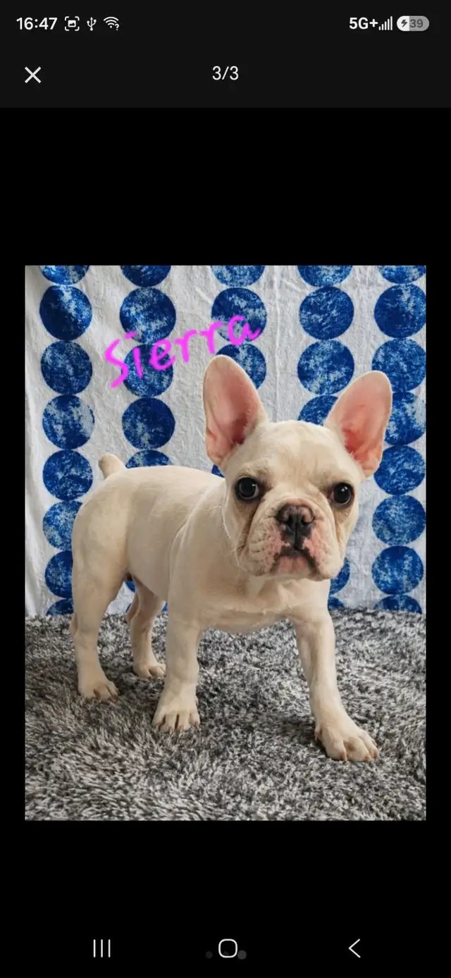 5 months old purebreed french bulldog CKC registered