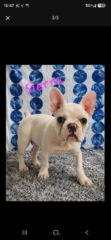 5 months old purebreed french bulldog CKC registered
