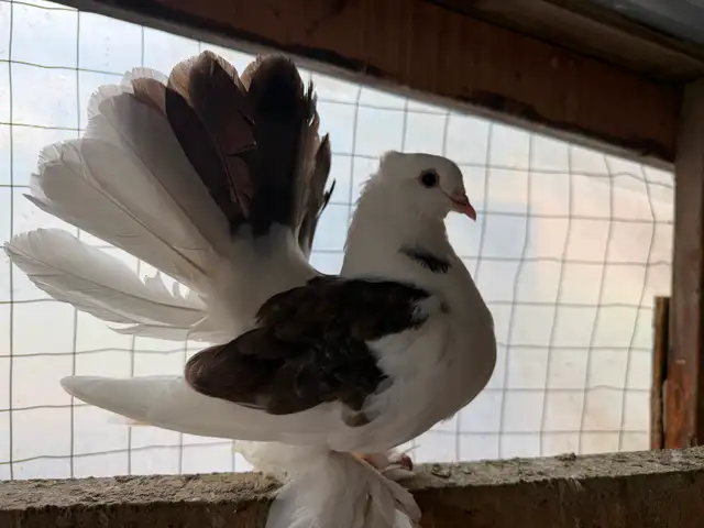 Fantail pigeons