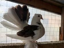 Fantail pigeons