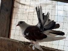 Fantail pigeons - Photo 2