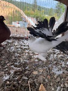 Fantail pigeons - Photo 3