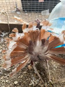 Fantail pigeons - Photo 4