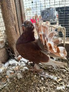 Fantail pigeons - Photo 5