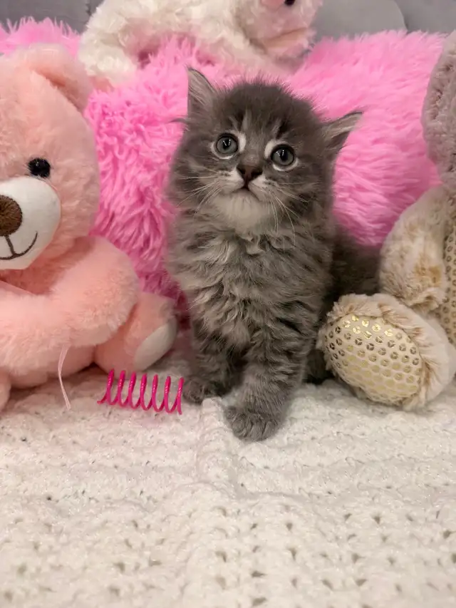 ❤️ Siberian kittens ❤️(437) 292-1163