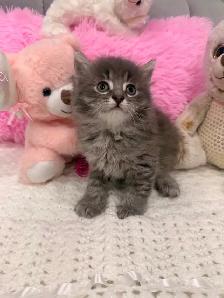 ❤️ Siberian kittens ❤️(437) 292-1163 - Photo 2