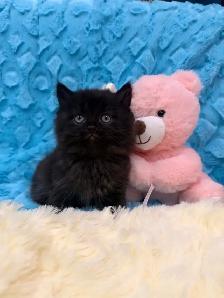 ❤️ Siberian kittens ❤️(437) 292-1163 - Photo 4