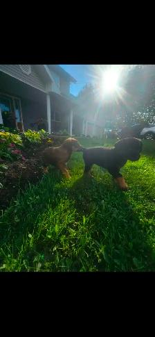 Puppies - Photo 2