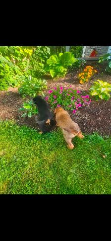 Puppies - Photo 3