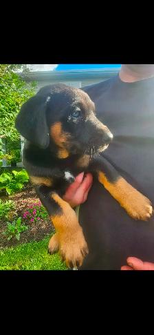 Puppies - Photo 4