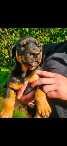 Puppies - Photo 5