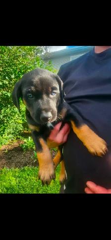 Puppies - Photo 6